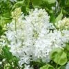 NEW AGE™ WHITE LILAC -SOONER PLANT FARM Sales DETA2 4639