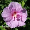 LAVENDER CHIFFON® ALTHEA 1 LAVENDER CHIFFON® ALTHEA -SOONER PLANT FARM Sales DETA2 468