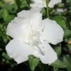 WHITE CHIFFON® ALTHEA 2 WHITE CHIFFON® ALTHEA -SOONER PLANT FARM Sales DETA2 469