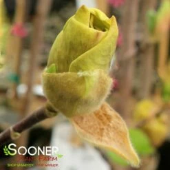 JUDY ZUK MAGNOLIA -SOONER PLANT FARM Sales DETA2 4696