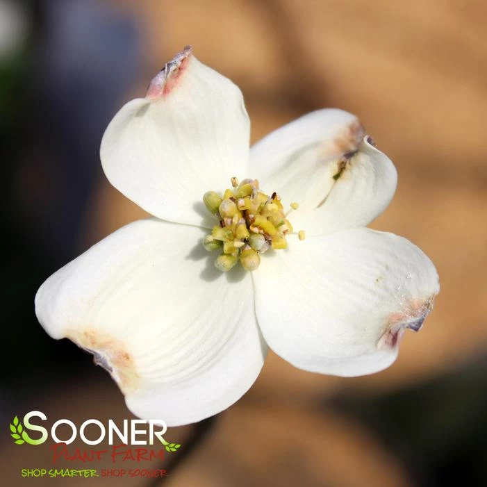 SUPER PRINCESS DOGWOOD 4 SUPER PRINCESS DOGWOOD - Image 2