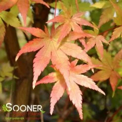 CORAL BARK UPRIGHT JAPANESE MAPLE -SOONER PLANT FARM Sales DETA2 47