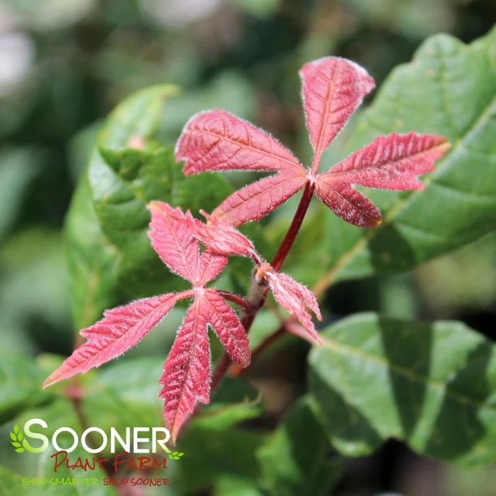 PAPERBARK MAPLE 4 PAPERBARK MAPLE - Image 2