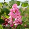 PURPLE ROBE™ BLACK LOCUST 1 PURPLE ROBE™ BLACK LOCUST -SOONER PLANT FARM Sales DETA2 4741