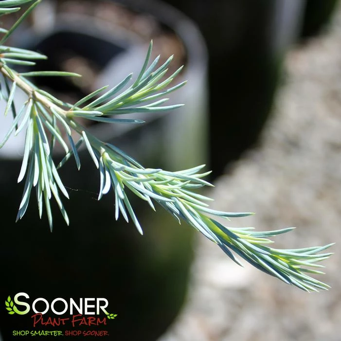 KARL FUCHS DEODAR CEDAR 4 KARL FUCHS DEODAR CEDAR - Image 2