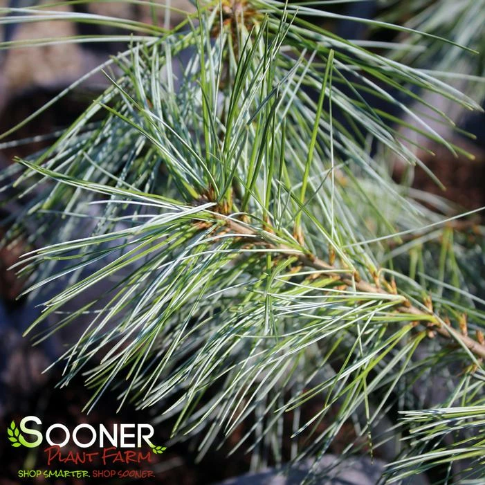 WHITE MOUNTAIN EASTERN WHITE PINE 4 WHITE MOUNTAIN EASTERN WHITE PINE - Image 2