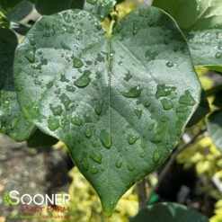 WHITE CHINESE REDBUD 8 WHITE CHINESE REDBUD -SOONER PLANT FARM Sales DETA2 4777