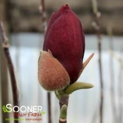 GENIE MAGNOLIA -SOONER PLANT FARM Sales DETA2 4785