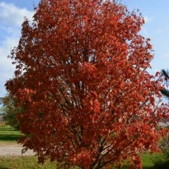 LAVABURST® OHIO BUCKEYE -SOONER PLANT FARM Sales DETA2 4788