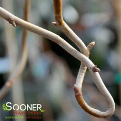 ZYDECO TWIST BLACKGUM 8 ZYDECO TWIST BLACKGUM -SOONER PLANT FARM Sales DETA2 4799