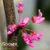TENNESSEE PINK REDBUD -SOONER PLANT FARM Sales DETA2 4802