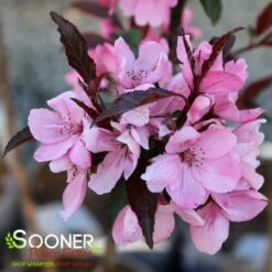 SHOW TIME™ CRABAPPLE 6 SHOW TIME™ CRABAPPLE -SOONER PLANT FARM Sales DETA2 4906