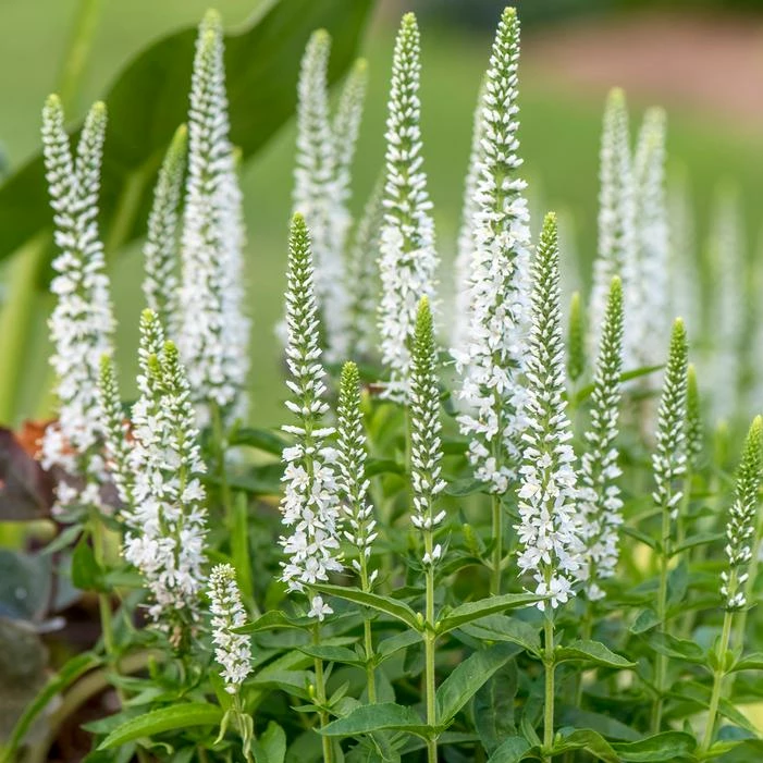 MOODY BLUES® WHITE SPEEDWELL 3 MOODY BLUES® WHITE SPEEDWELL