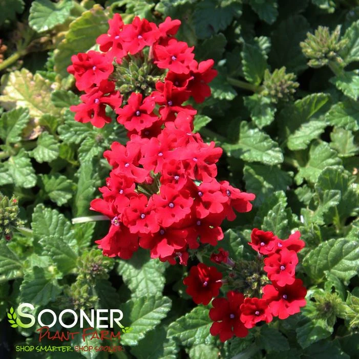 ENDURASCAPE™ RED VERBENA 4 ENDURASCAPE™ RED VERBENA - Image 2