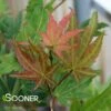 GREEN ELF DWARF UPRIGHT JAPANESE MAPLE -SOONER PLANT FARM Sales DETA2 4990
