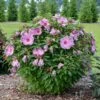 SUMMERIFIC® LILAC CRUSH HARDY HIBISCUS 2 SUMMERIFIC® LILAC CRUSH HARDY HIBISCUS -SOONER PLANT FARM Sales DETA2 4996