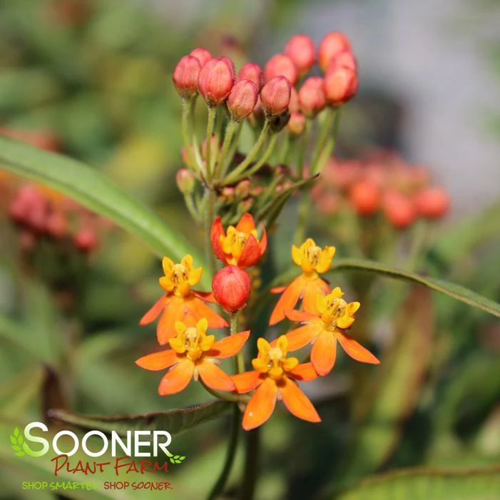 RED BUTTERFLIES MILKWEED 4 RED BUTTERFLIES MILKWEED - Image 2