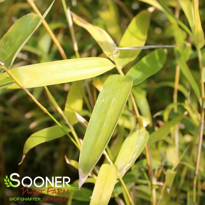 GOLDEN GODDESS CLUMPING BAMBOO 4 GOLDEN GODDESS CLUMPING BAMBOO - Image 2