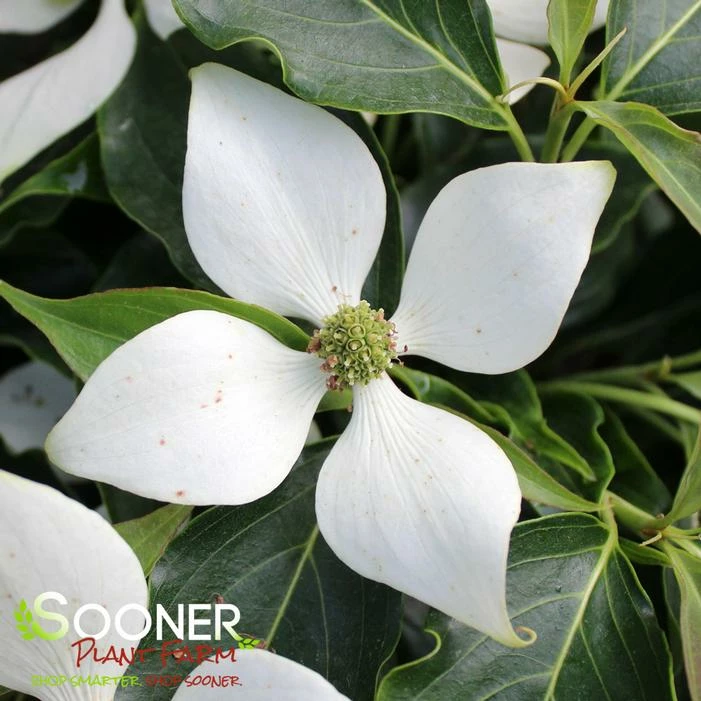 LITTLE PONCHO DWARF KOUSA DOGWOOD 4 LITTLE PONCHO DWARF KOUSA DOGWOOD - Image 2