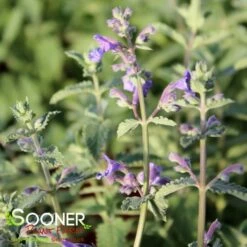 WALKER'S LOW CATMINT 7 WALKER'S LOW CATMINT -SOONER PLANT FARM Sales DETA2 504
