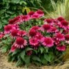 DOUBLE CODED® RASPBERRY BERET CONEFLOWER 2 DOUBLE CODED® RASPBERRY BERET CONEFLOWER -SOONER PLANT FARM Sales DETA2 5057