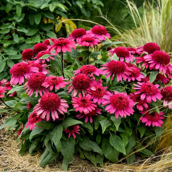 DOUBLE CODED® RASPBERRY BERET CONEFLOWER 3 DOUBLE CODED® RASPBERRY BERET CONEFLOWER