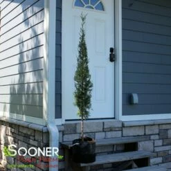 TAYLOR JUNIPER - FORMAL STYLE 9 TAYLOR JUNIPER - FORMAL STYLE -SOONER PLANT FARM Sales DETA2 5085