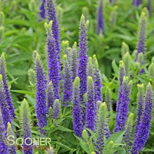 ROYAL CANDLES SPEEDWELL 4 ROYAL CANDLES SPEEDWELL - Image 2