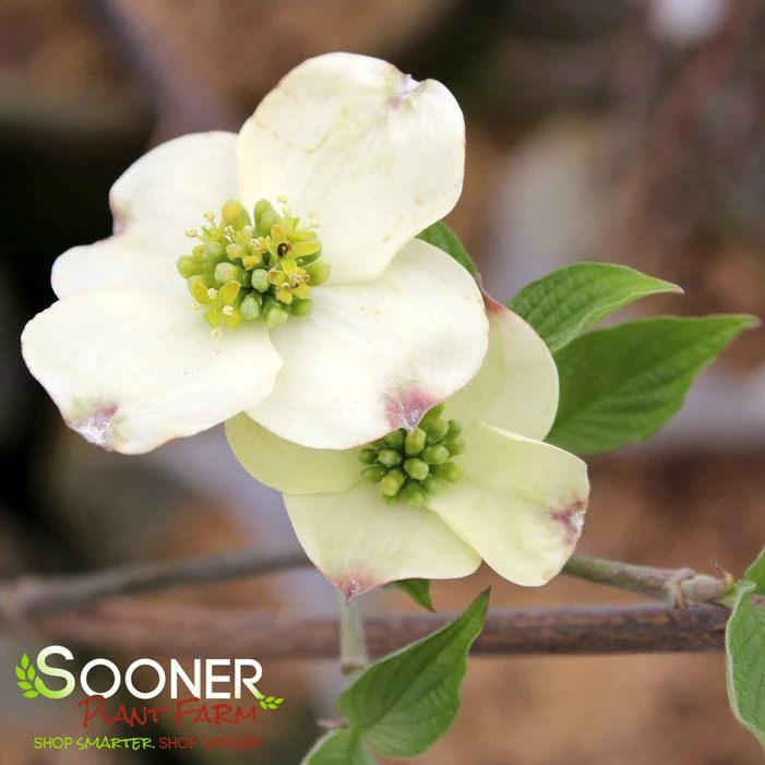 CLOUD 9 DOGWOOD 5 CLOUD 9 DOGWOOD - Image 3