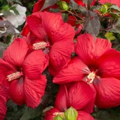 HEAD OVER HEELS® DESIRE™ HARDY HIBISCUS