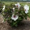 HEAD OVER HEELS® DREAM™ HARDY HIBISCUS 2 HEAD OVER HEELS® DREAM™ HARDY HIBISCUS -SOONER PLANT FARM Sales DETA2 5135