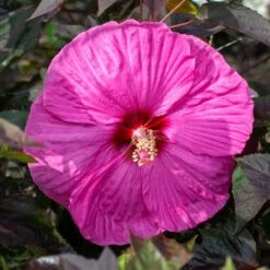 HEAD OVER HEELS® PASSION™ HARDY HIBISCUS -SOONER PLANT FARM Sales DETA2 5136