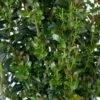 JADE LANCE® HOLLY 2 JADE LANCE® HOLLY -SOONER PLANT FARM Sales DETA2 5184