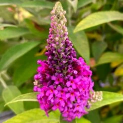 BIRTHDAY CAKE™ BUTTERFLY BUSH -SOONER PLANT FARM Sales DETA2 5194