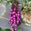 BLUEBERRY PIE™ BUTTERFLY BUSH