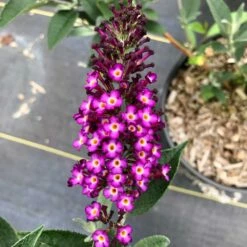 BLUEBERRY PIE™ BUTTERFLY BUSH