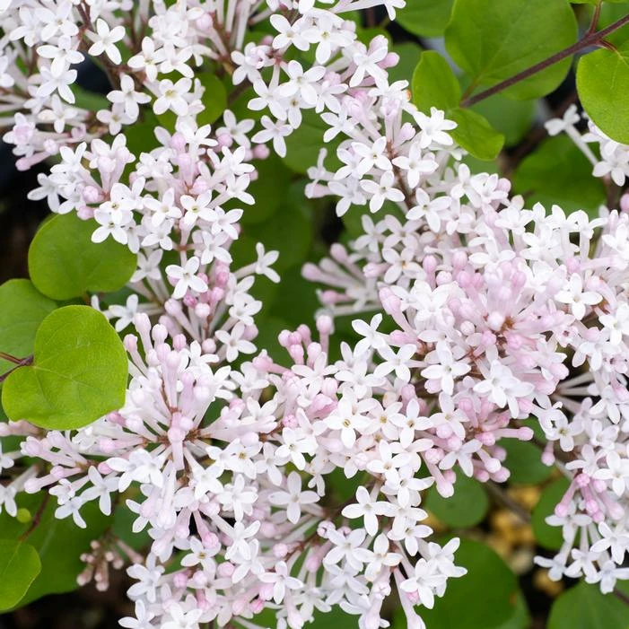 PEARL POTION™ LILAC 4 PEARL POTION™ LILAC - Image 2