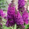 ROYALRAZZ® BUTTERFLY BUSH 2 ROYALRAZZ® BUTTERFLY BUSH -SOONER PLANT FARM Sales DETA2 5223
