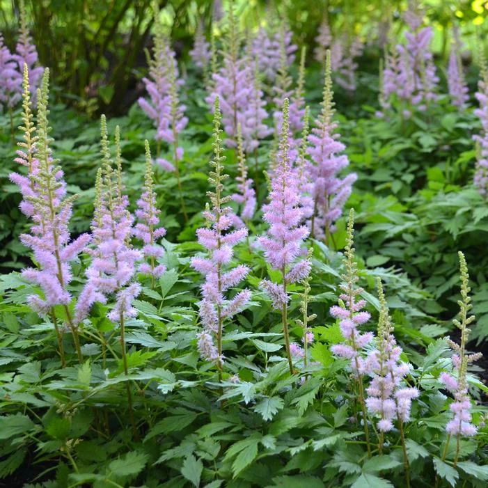 PUMILA ASTILBE 3 PUMILA ASTILBE
