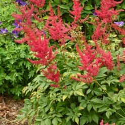 RADIUS ASTILBE 7 RADIUS ASTILBE -SOONER PLANT FARM Sales DETA2 5253