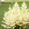 YOUNIQUE™ WHITE ASTILBE 1 YOUNIQUE™ WHITE ASTILBE -SOONER PLANT FARM Sales DETA2 5254