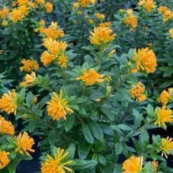 JUICED™ ORANGE JESSAMINE 8 JUICED™ ORANGE JESSAMINE -SOONER PLANT FARM Sales DETA2 5265