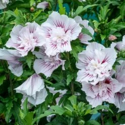 STARBLAST CHIFFON™ ALTHEA -SOONER PLANT FARM Sales DETA2 5276