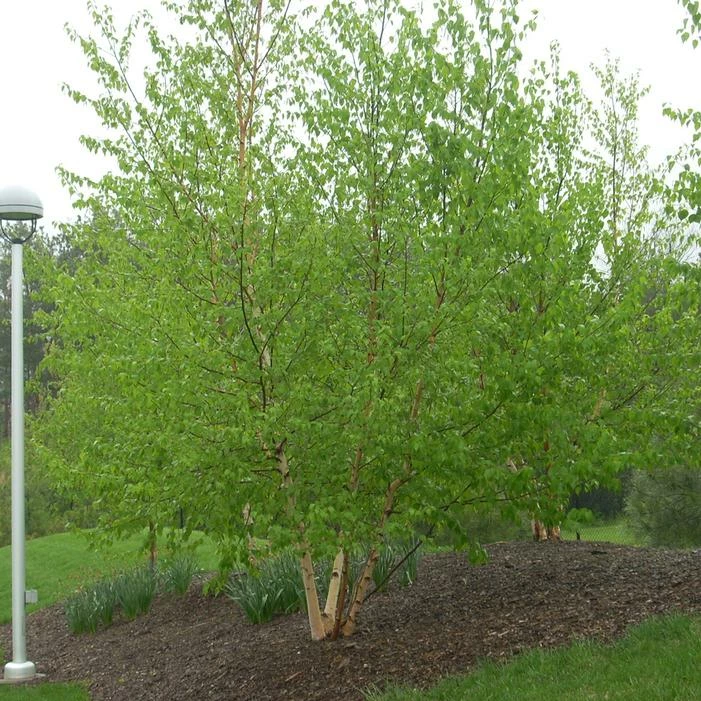 AVALANCHE™ BIRCH 3 AVALANCHE™ BIRCH
