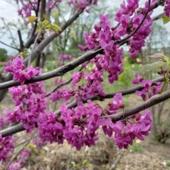 LUSCIOUS LAVENDER™ REDBUD -SOONER PLANT FARM Sales DETA2 5286