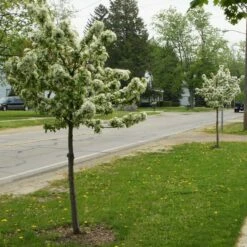 SWEET SUGAR TYME® CRABAPPLE -SOONER PLANT FARM Sales DETA2 5288