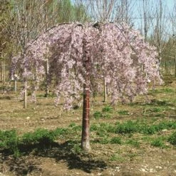 PINK SNOW SHOWERS™ WEEPING CHERRY 11 PINK SNOW SHOWERS™ WEEPING CHERRY -SOONER PLANT FARM Sales DETA2 5289