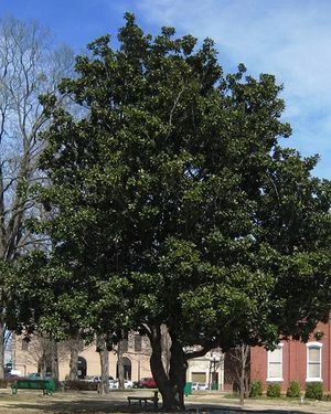 SOUTHERN MAGNOLIA 3 SOUTHERN MAGNOLIA