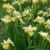 BUTTER AND SUGAR SIBERIAN IRIS 1 BUTTER AND SUGAR SIBERIAN IRIS -SOONER PLANT FARM Sales DETA2 5311