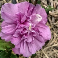 FRENCH CABARET™ PURPLE ALTHEA 7 FRENCH CABARET™ PURPLE ALTHEA -SOONER PLANT FARM Sales DETA2 5352